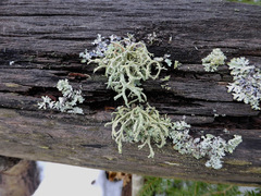 Tremella everniae