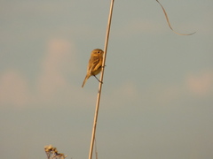 Polystictus pectoralis