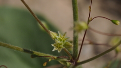 Eriogonum ordii