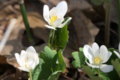 Sanguinaria canadensis