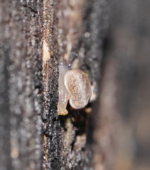 Excellaoma melbournensis