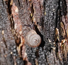 Excellaoma melbournensis