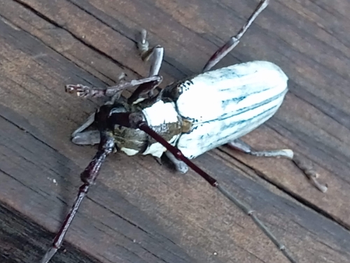 Deliathis imperatrix (Deliathis imperatrix)
