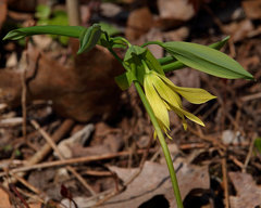 Uvularia