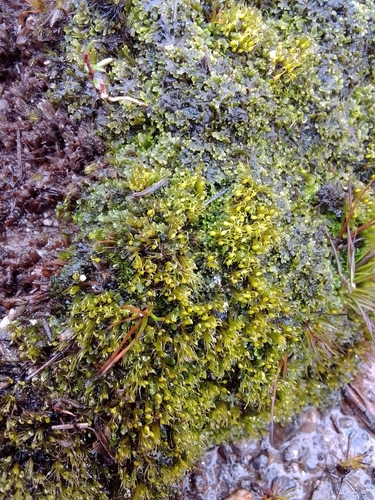 Campylopodium capillaceum observed 2026-07-12