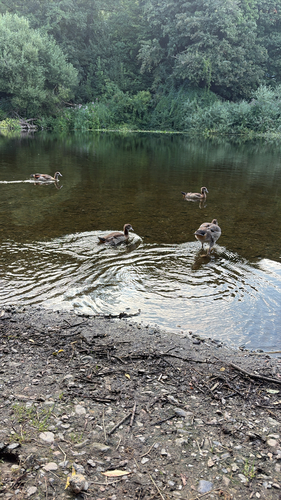 iNaturalist image