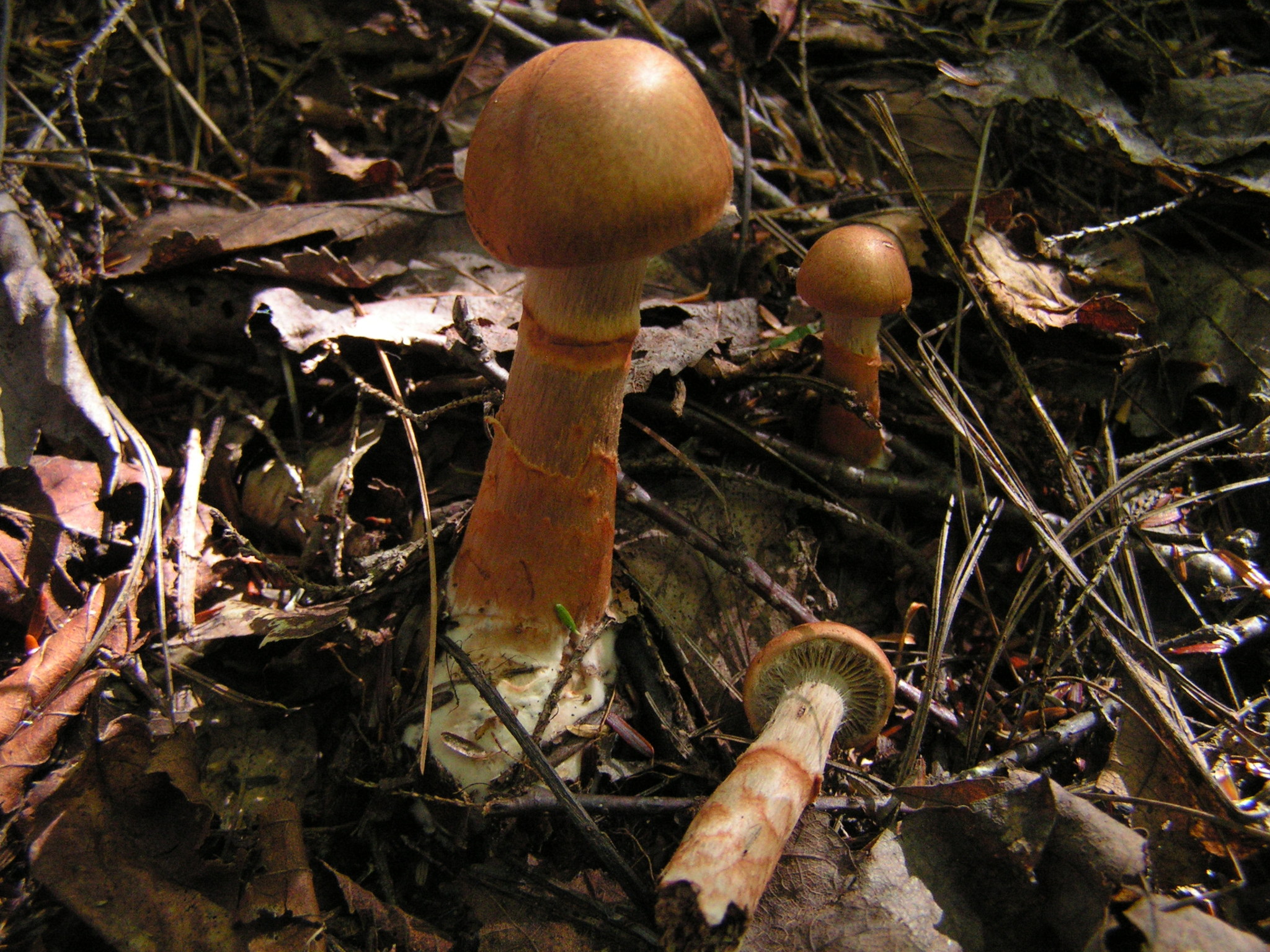 Cortinarius armillatus image