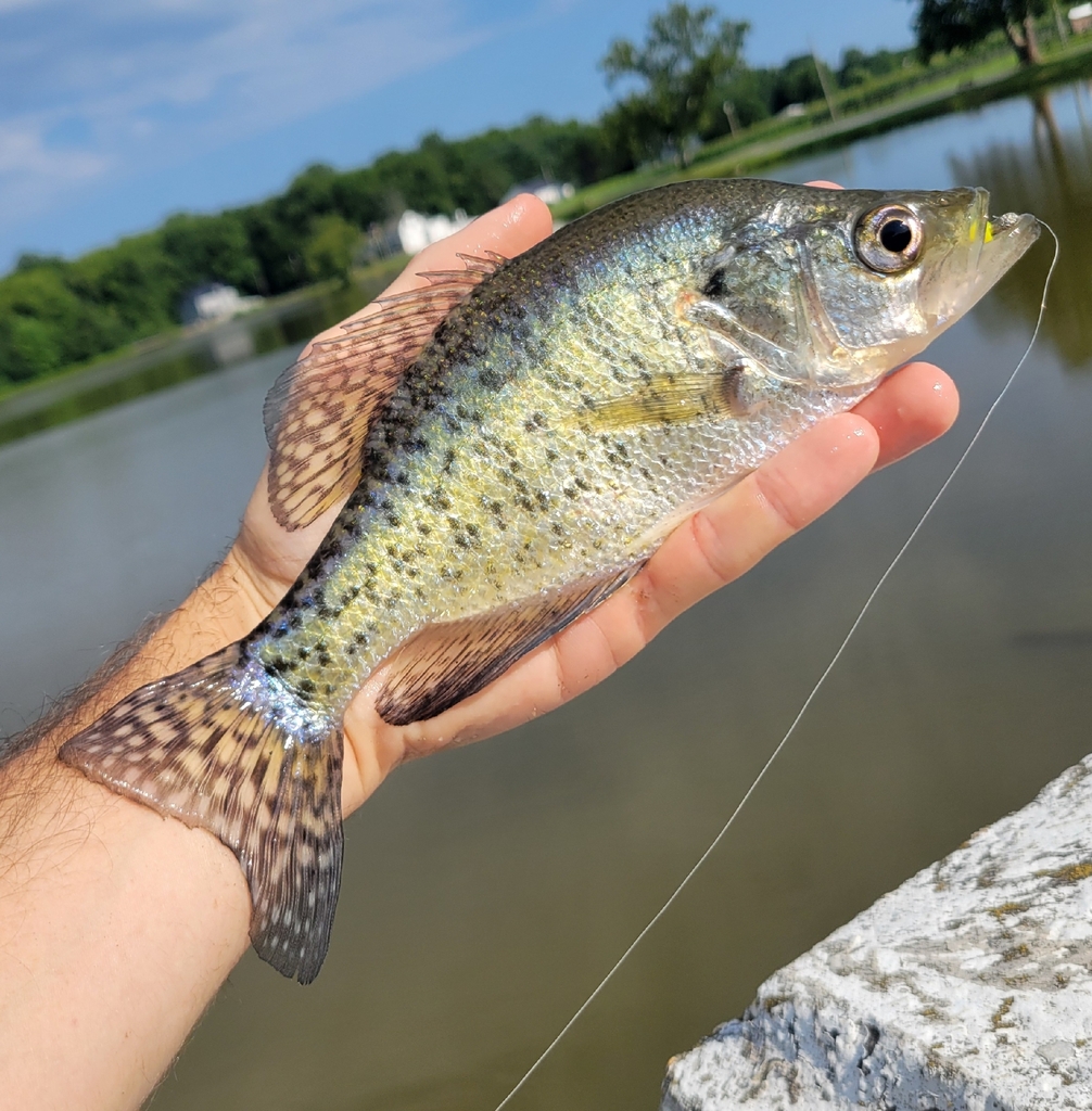 White crappie (Pomoxis annularis) — Centrarchidae