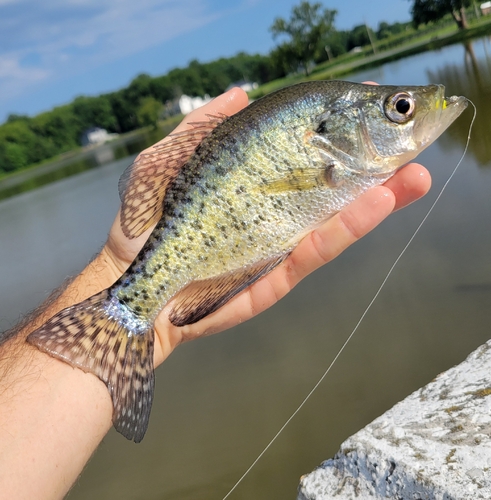 White crappie (Pomoxis annularis) — Centrarchidae