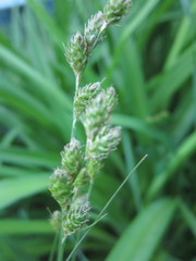Carex leporina
