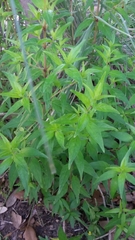 Anisacanthus quadrifidus