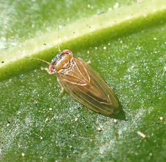 Ctenarytaina longicauda