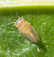 Ctenarytaina longicauda