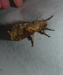 Oxycanus gelidus