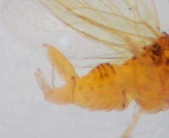 Ctenarytaina longicauda