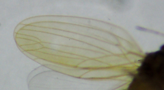 Ctenarytaina longicauda