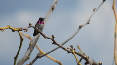 Archilochus alexandri × Selasphorus calliope
