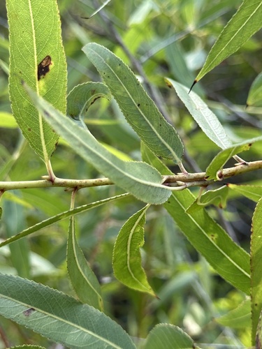 Salix gooddingii, photograph 4