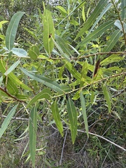Salix gooddingii, photograph (c) Eric Alan Isaacson, some rights reserved (CC BY)