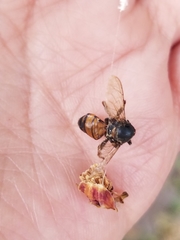 Apis mellifera