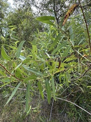 Salix gooddingii, photograph (c) Eric Alan Isaacson, some rights reserved (CC BY)