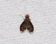 Trypetisoma sticticum