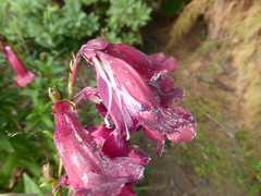 Penstemon hartwegii