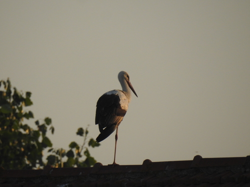 iNaturalist image
