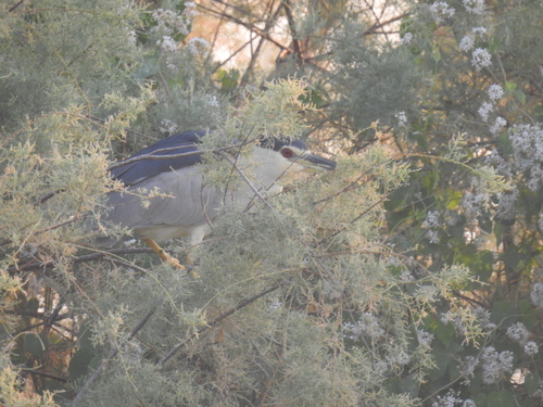 iNaturalist image