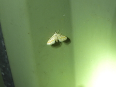 Parapoynx dentizonalis