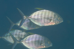 Ferdauia ferdau