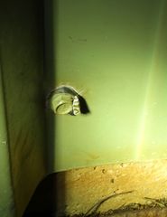 Prepocosma schalidota