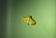 Herpetogramma hipponalis