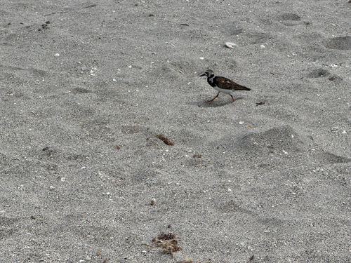 iNaturalist image