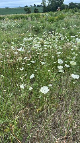 wild carrot