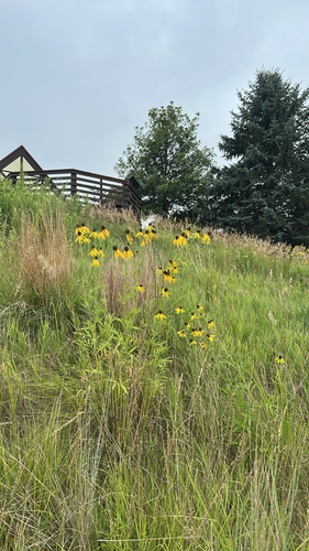 grey-headed coneflower