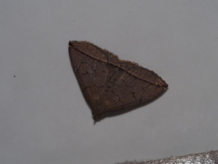 Zanclognatha subtriplex