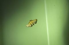 Metasia polytima