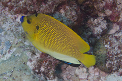 Apolemichthys trimaculatus