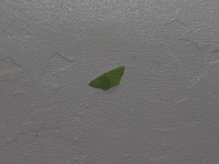 Tanaoctenia haliaria