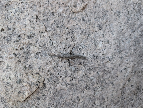 Clematodes larreae