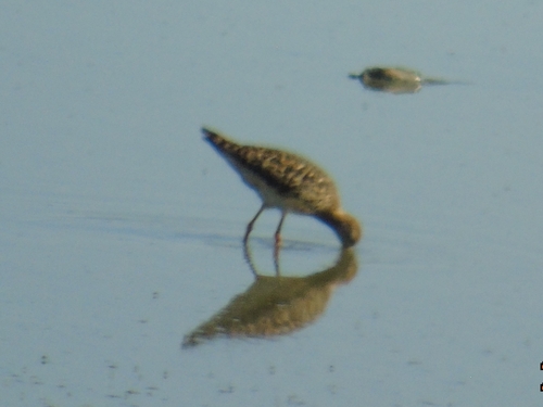 iNaturalist image