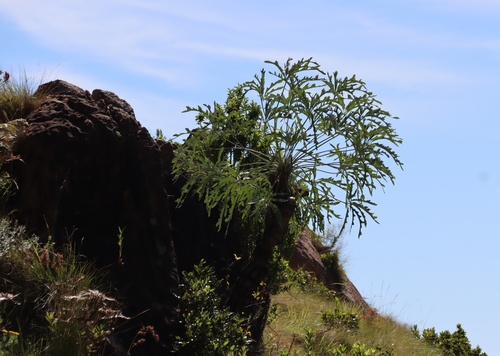 Cussonia paniculata, photograph 6