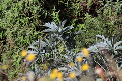 Cussonia paniculata, photograph (c) Tony Rebelo, some rights reserved (CC BY-SA)