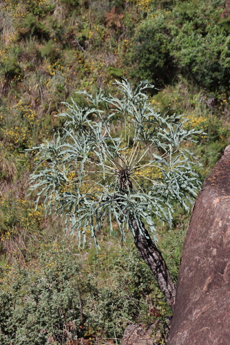 Cussonia paniculata, photograph 4