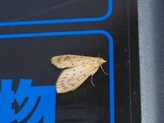 Epipagis setinalis
