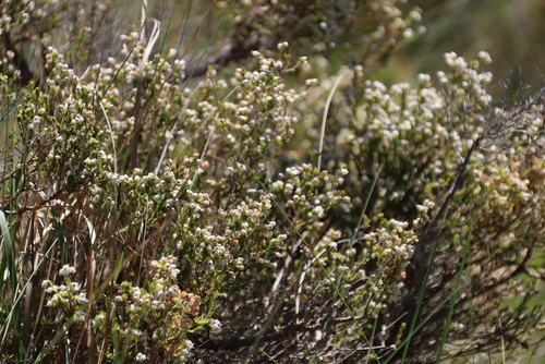 Erica drakensbergensis, photograph 5