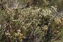 Erica drakensbergensis, photograph (c) Tony Rebelo, some rights reserved (CC BY-SA)