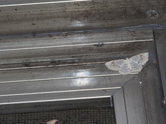 Asthena melanosticta