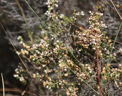 Erica drakensbergensis, photograph (c) Tony Rebelo, some rights reserved (CC BY-SA)